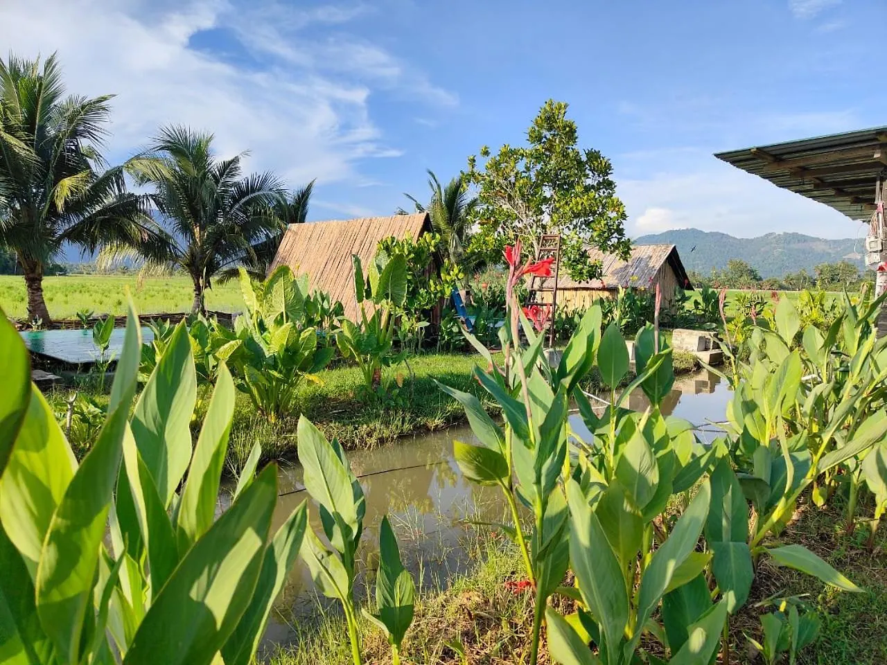 Love Uu Garden - Paddy View Stay With Bicycle Ride Balik Pulau